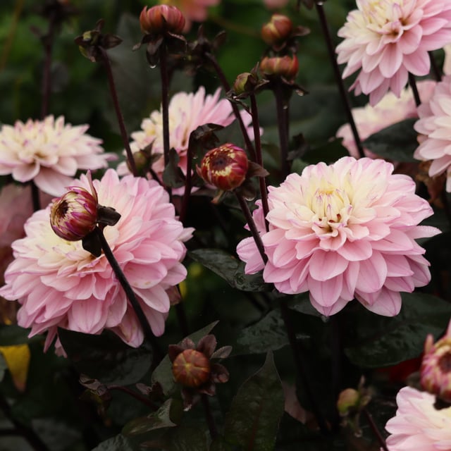 Melody Harmony Dahlia Knöl
