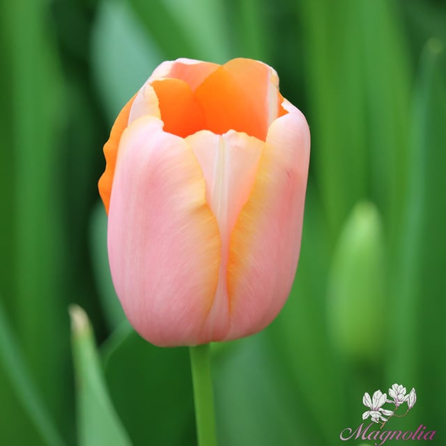 Menton Bulbs