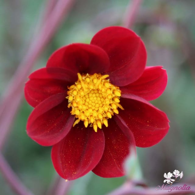 Mexican Star