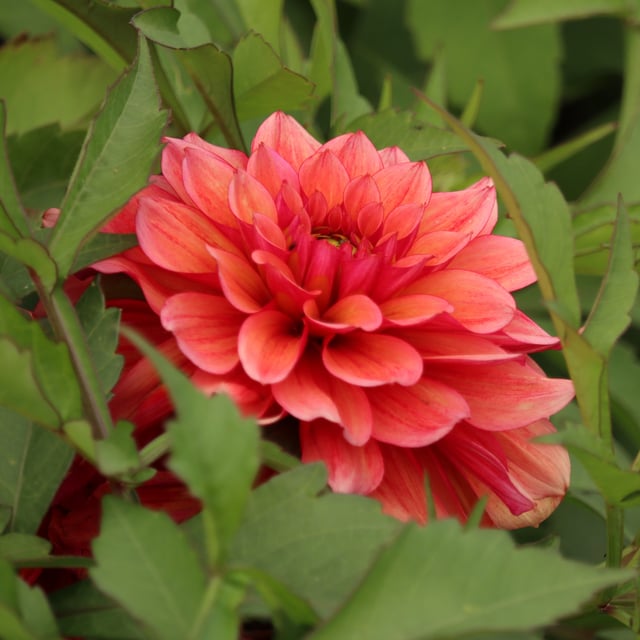 Mgg 27 Dahlia Knöl