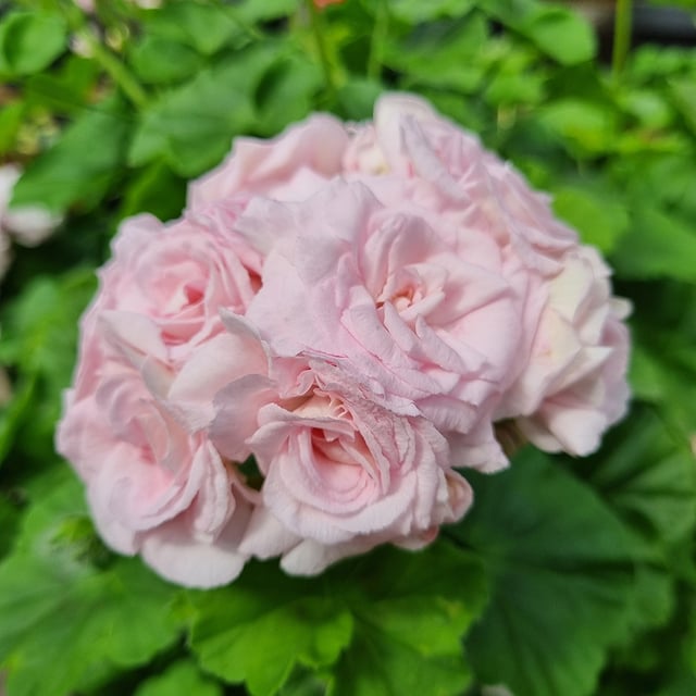 Millfield Rose