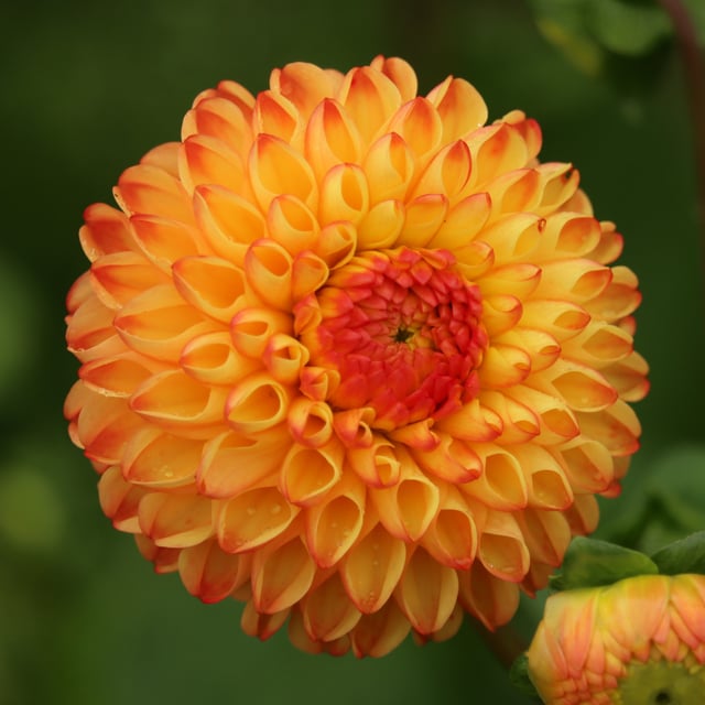 Mirella Dahlia Tuber