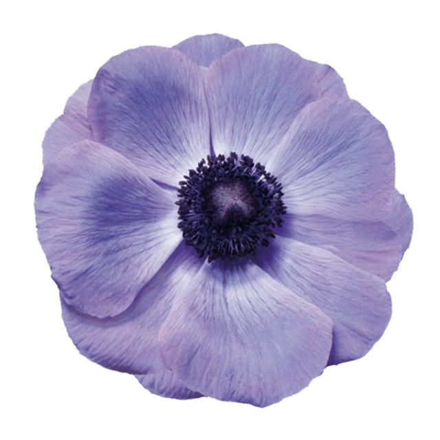 Mistral Blu