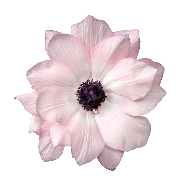 Mistral Edge Rosa