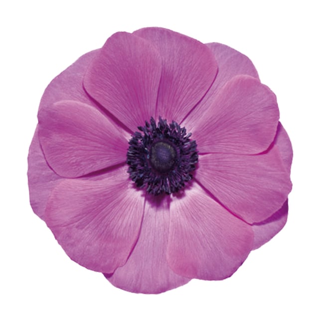 Mistral Fuchsia