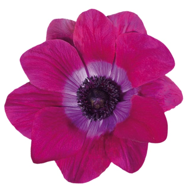 Mistral Magenta