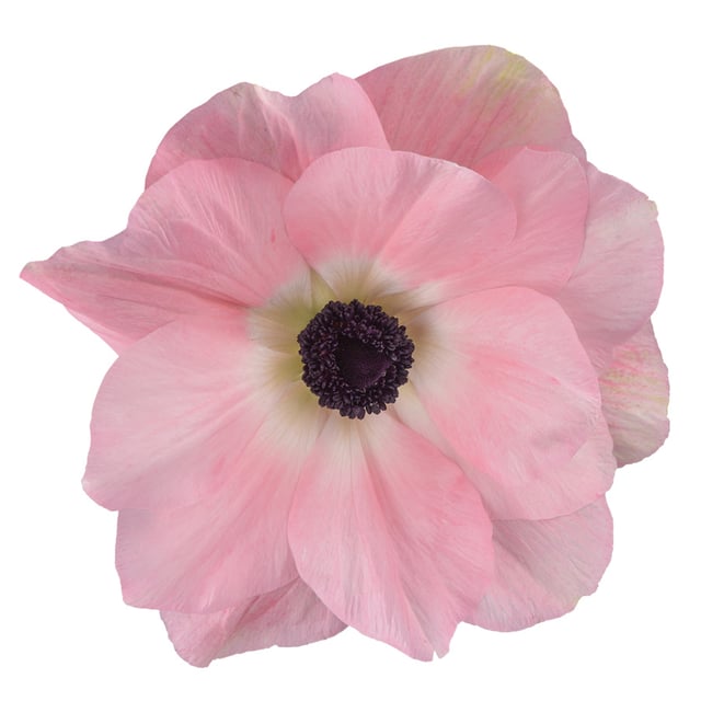 Mistral Rosa Chiaro