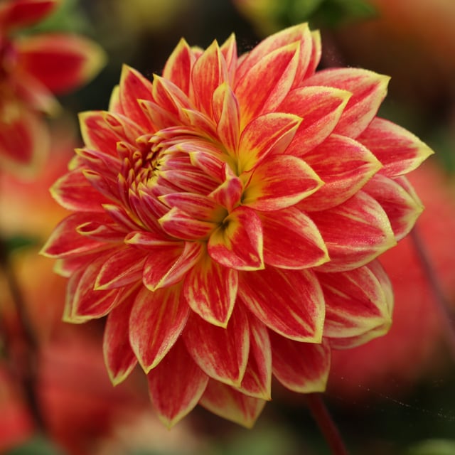 Mr. Optimist Dahlia Knöl