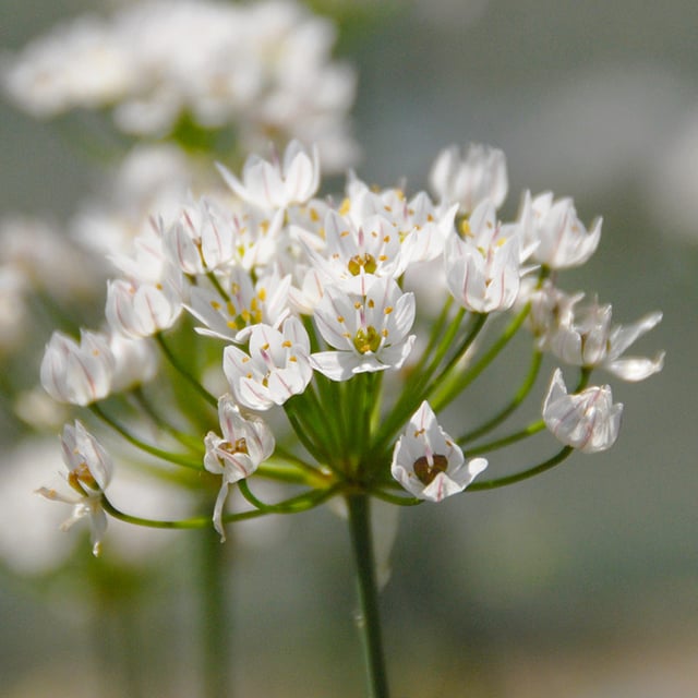 Neapellök 'Neapolitanum' Lökar