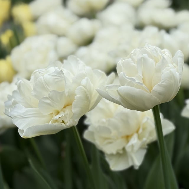 Northcap Bulbs