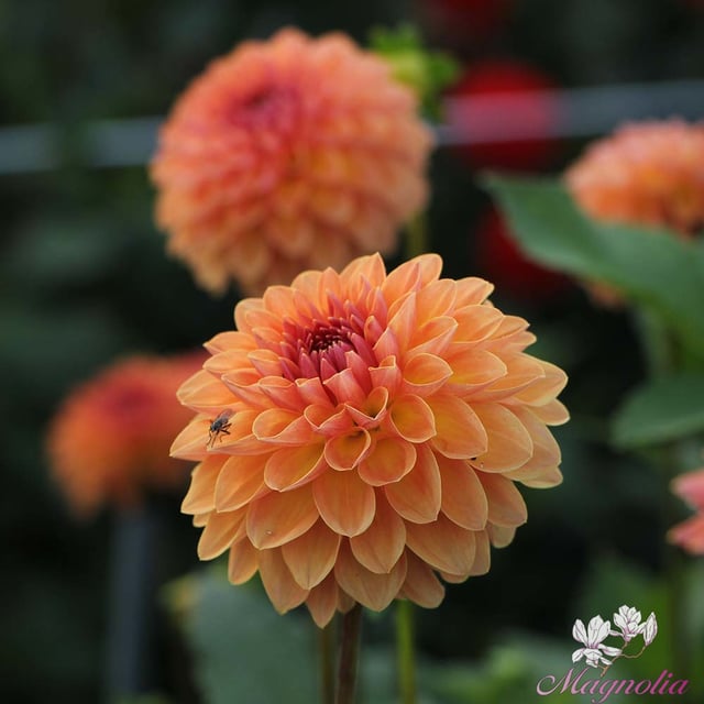 Orange Breeze