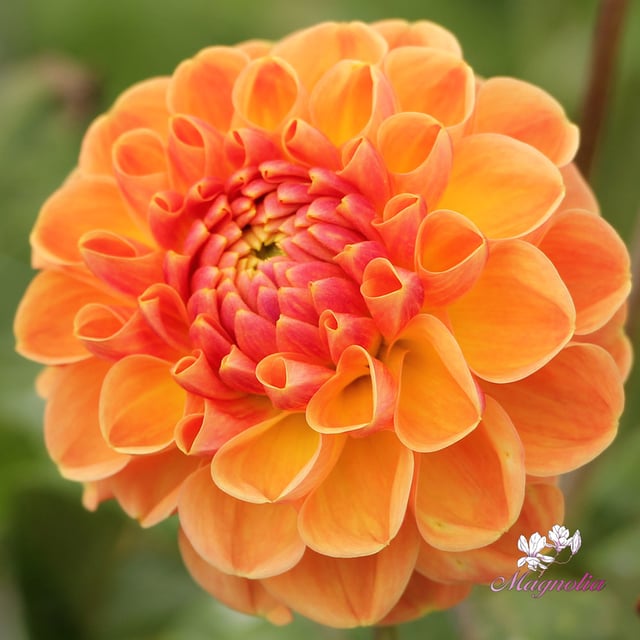 Orange Cassini