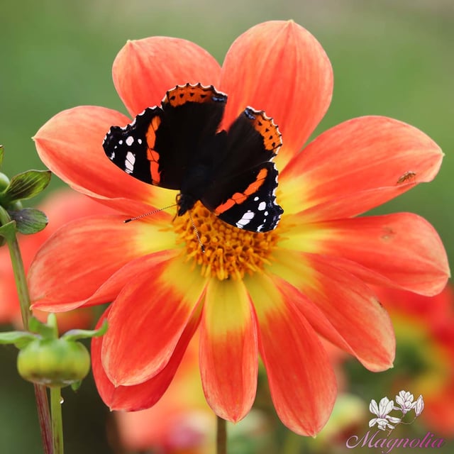 Orange Emperor