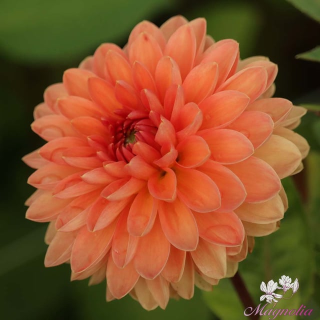 Orange Favourite