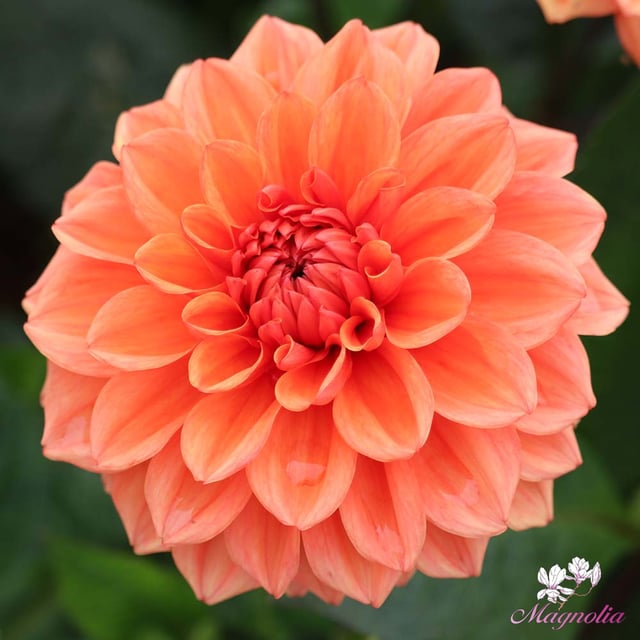 Orange Nugget
