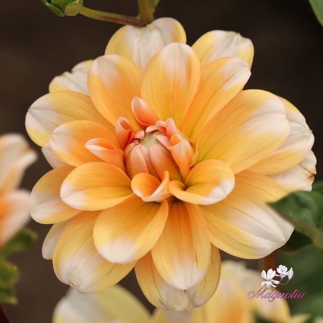 Orange Perception