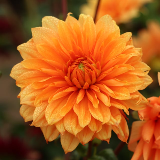 Orange Sunrise Dahlia Knöl