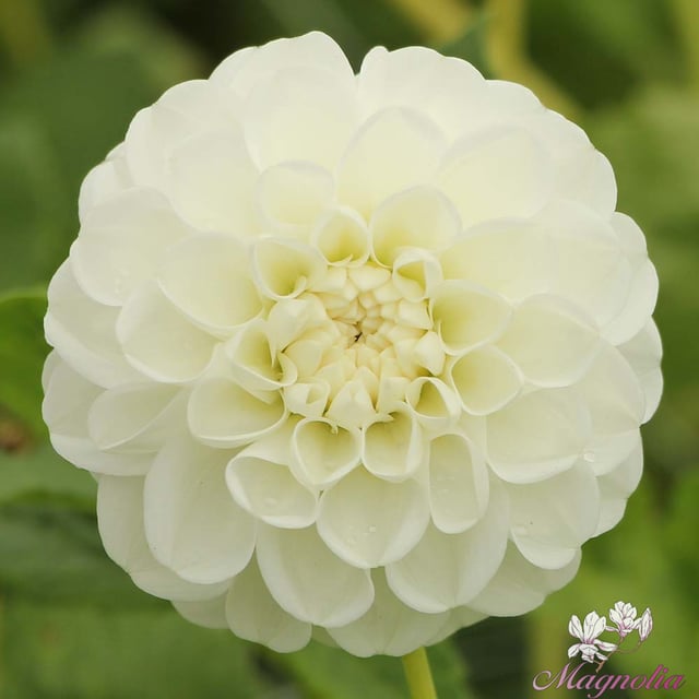 Orset Beauty