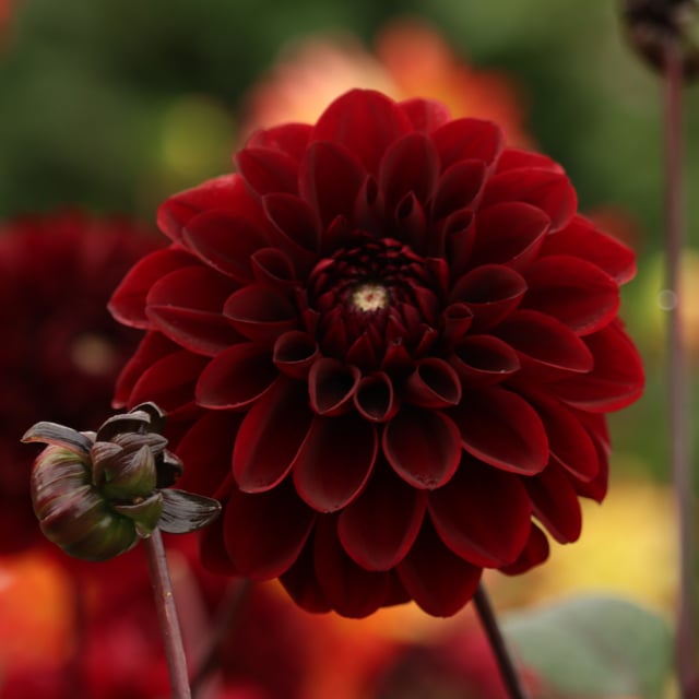 Ozzy Dahlia Tuber