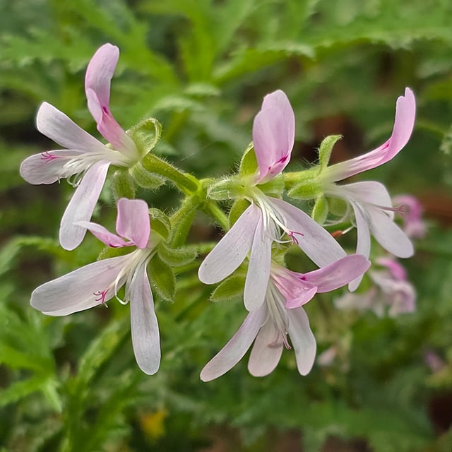 P. Denticulatum 'Filicifolium'