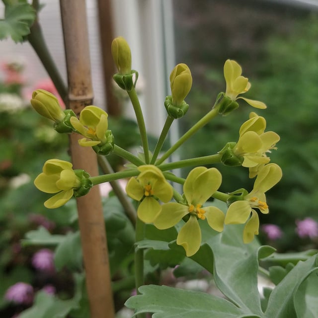 P. gibbosum