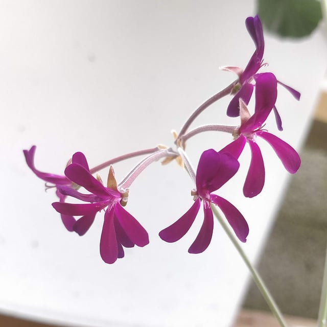 P. sidoides