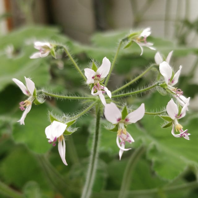P. tomentosum