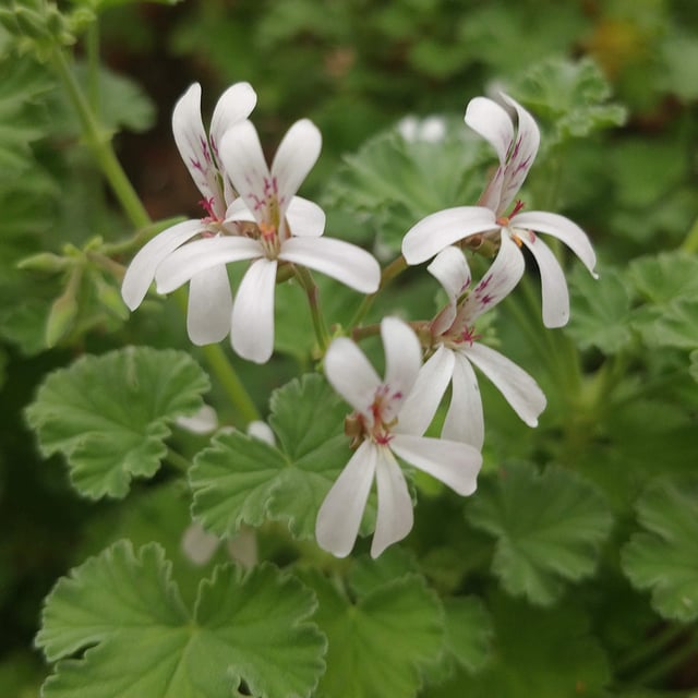 P. x Fragrans