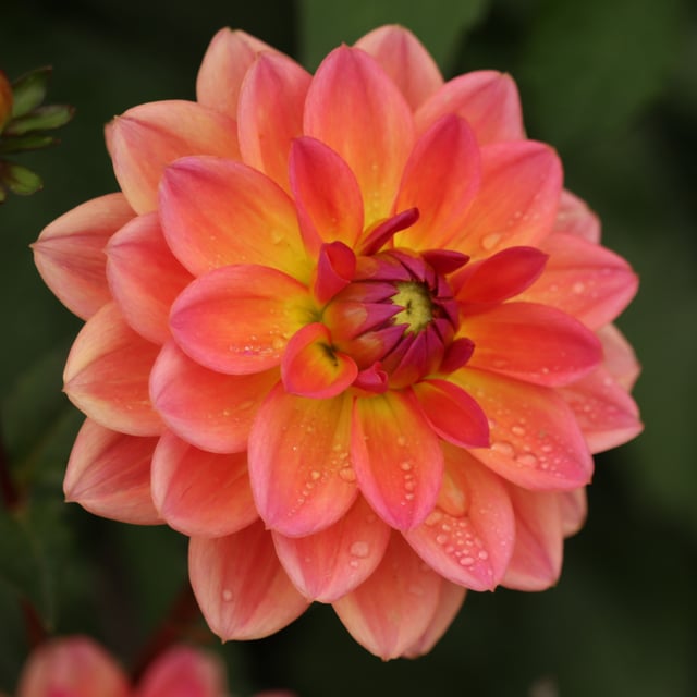 Pacific View Dahlia Knöl