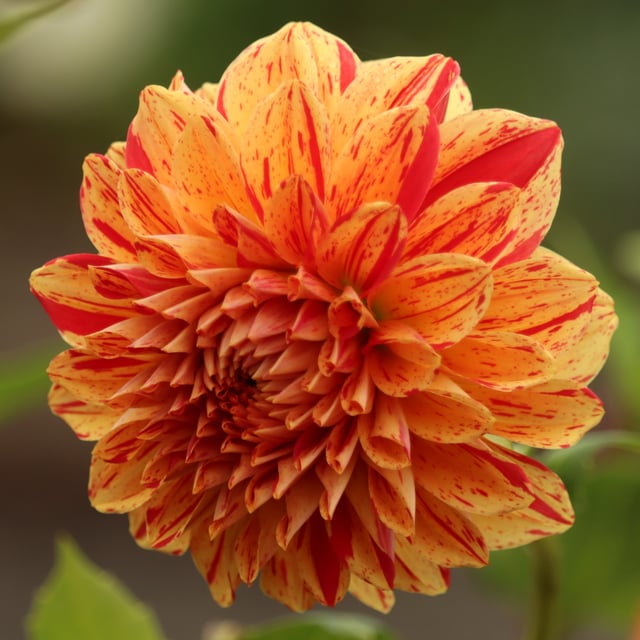 Painted Madam Dahlia Tuber