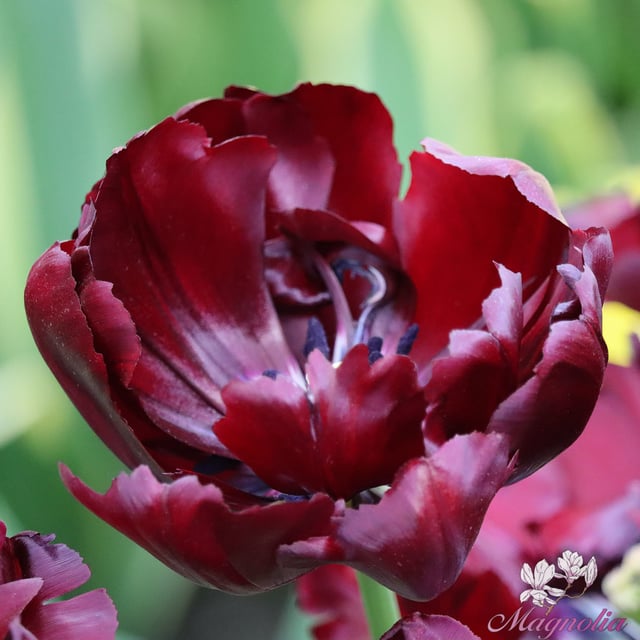Palmyra Bulbs