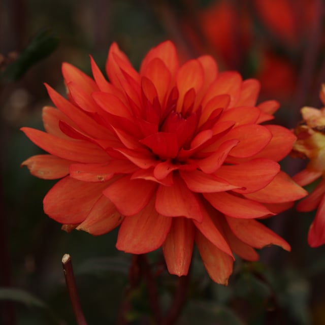 Parc Florale de Paris Dahlia Tuber