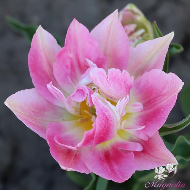 Peach Blossom