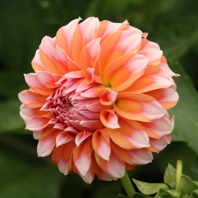 Peaches Dahlia Tuber