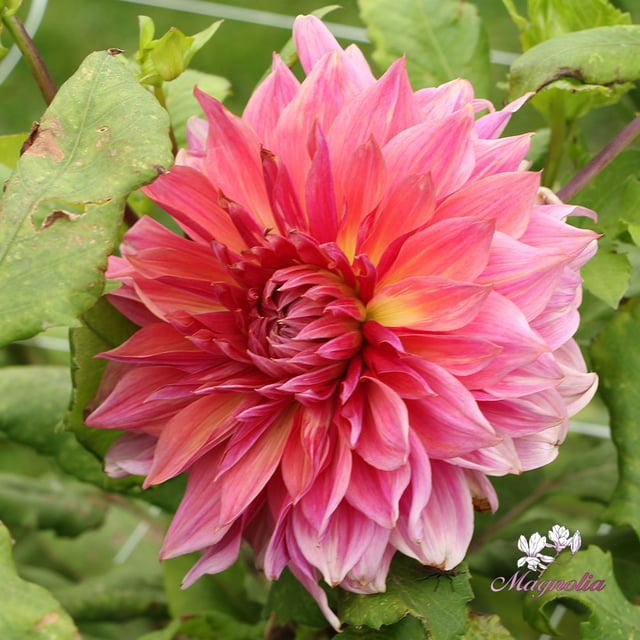 Penhill Dark Monarch