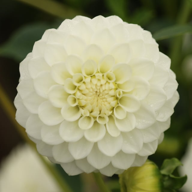 Petra's Wedding Dahlia Tuber