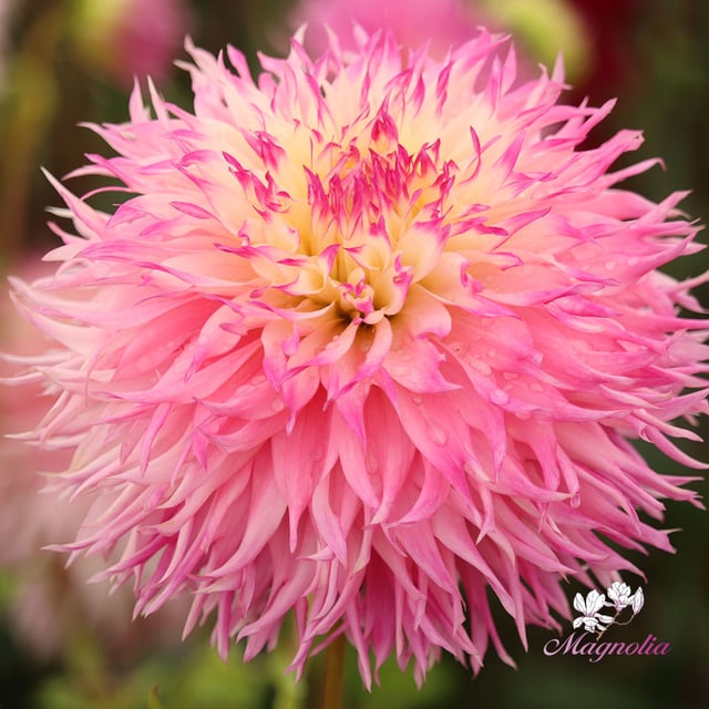 Pinelands Princess