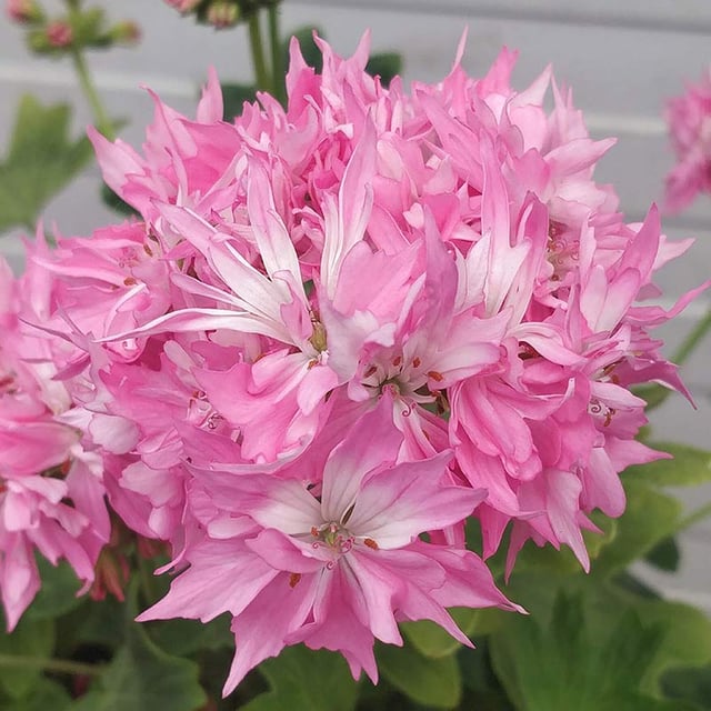 Pink Bright