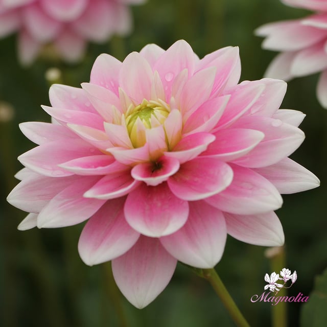 Pink Delight