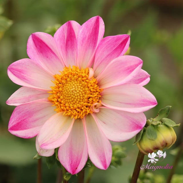 Pink Emperor