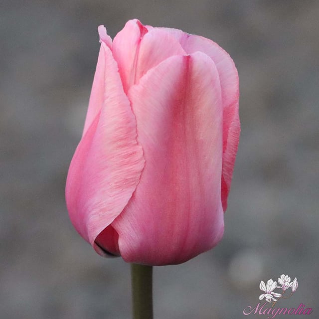 Pink Impression Lökar