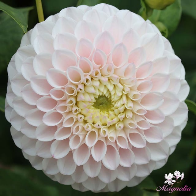 Pink Pearl