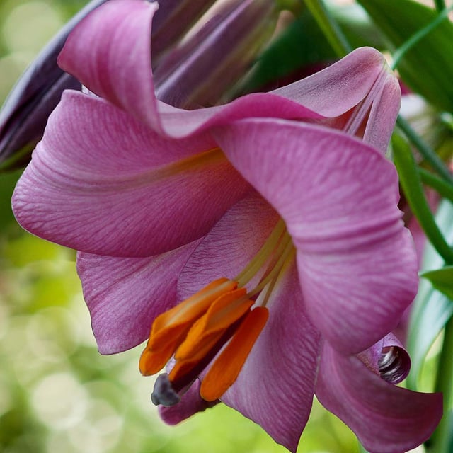 Pink Perfection