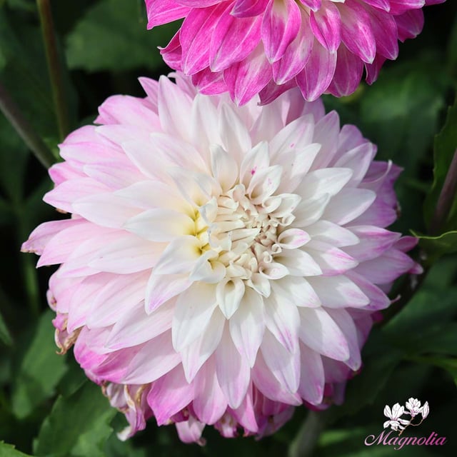 Pink Petticoat