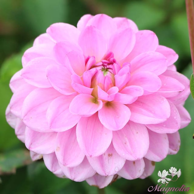 Pink Pop