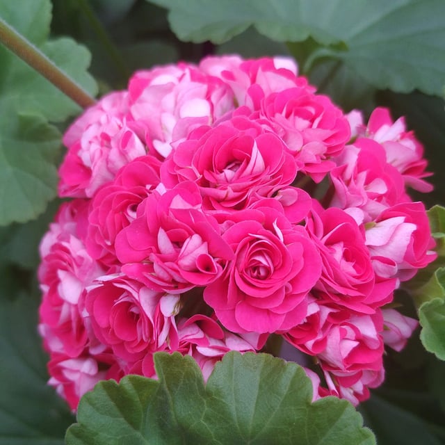 Pink Rosebud