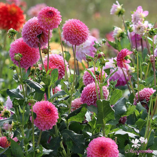 Pink Suffusion Dahlia Tuber