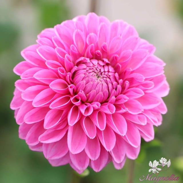 Pink Sylvia (Sandra)