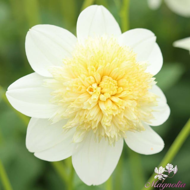 Platinum Blonde