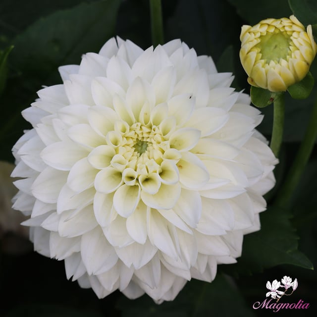 Polar Ice